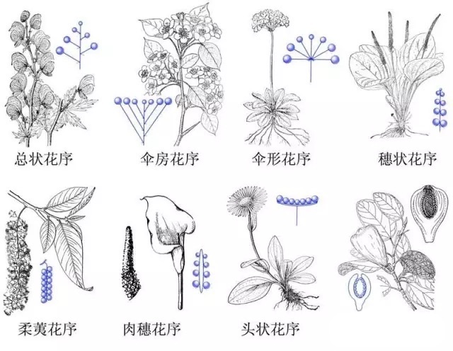 介绍完常见的花序类型,我们就来仔细看一看啤酒花的两种花序.